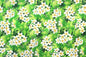CAA0791 Lime