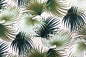 DF1646 Natural