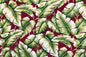 DF1654 Burgundy