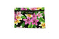 Cosmetic Pouch Small -  Tropical Plumeria Black