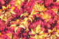 PAB0985 Orange