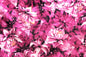 PAB0985 Rose