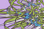 PBB2640 Lavender/Green