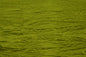 Crushed Taffeta Dark Lime