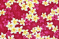 CAA0673 Pink