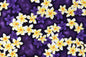 CAA0673 Purple