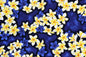 CAA0673 Royal