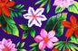 CAA1363 Purple