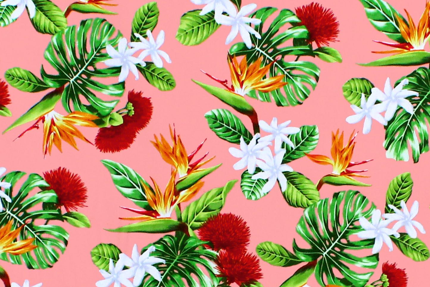 CAA1354 Coral