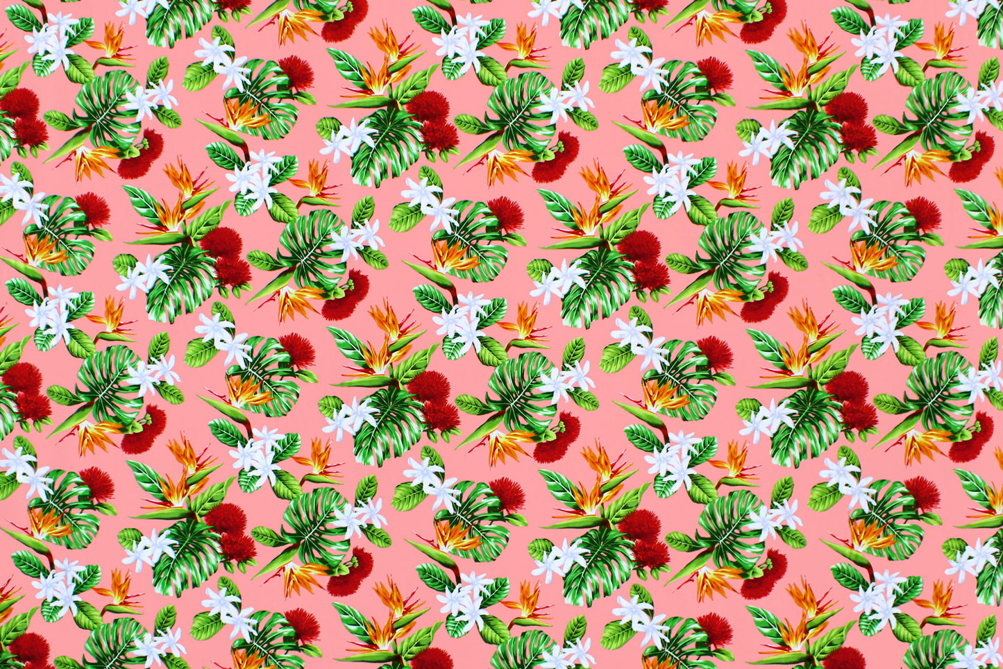 CAA1354 Coral