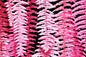 CAA1355 Pink