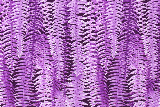 CAA1355 Purple
