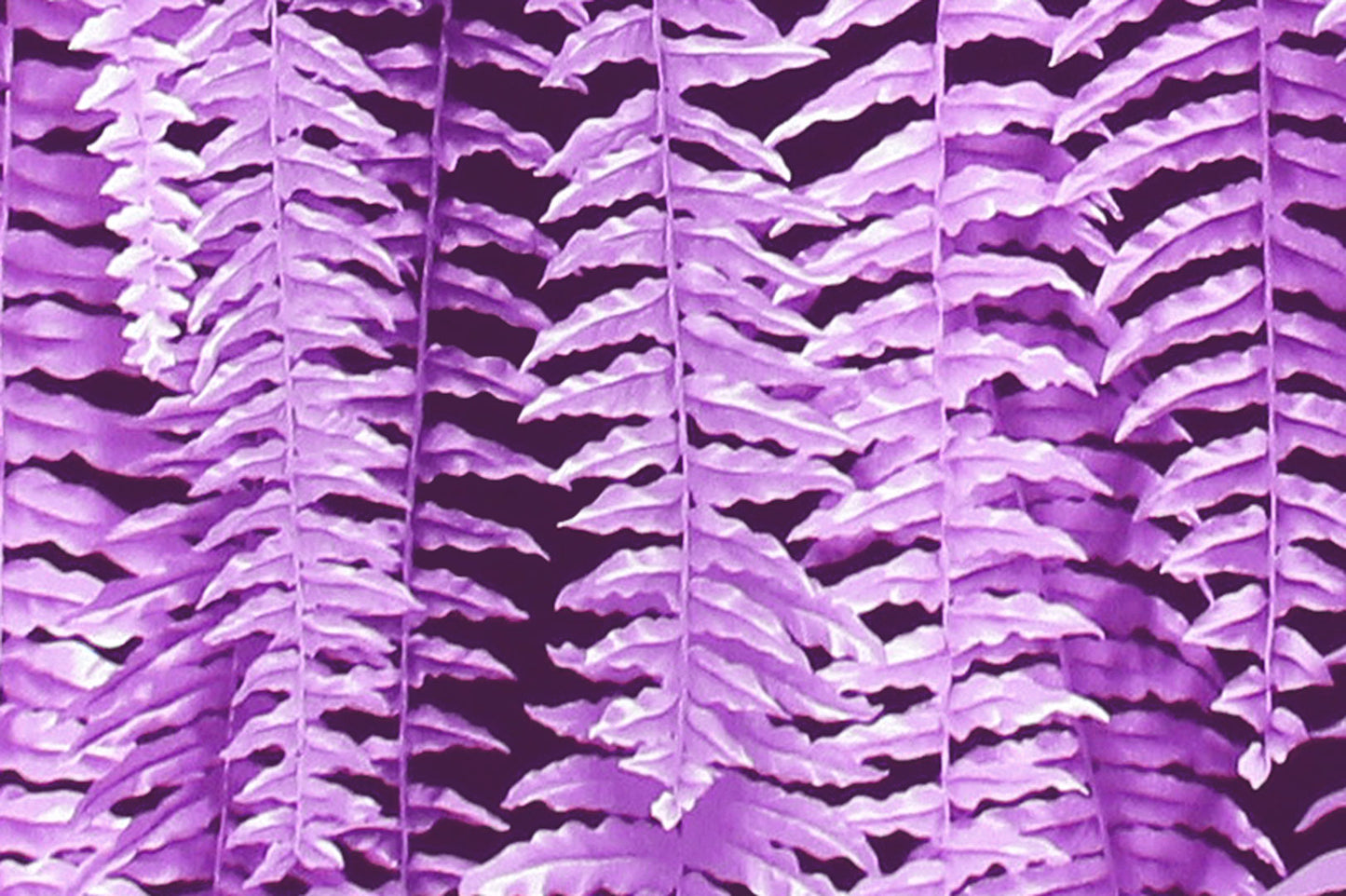 CAA1355 Purple
