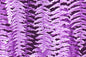 CAA1355 Purple
