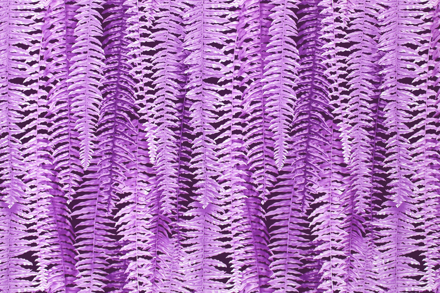 CAA1355 Purple