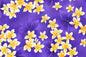 CAA1413 Purple