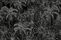 CAA1419 Black/Gray