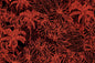 CAA1419 Black/Red
