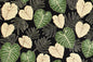 CAA1420 Black/Green