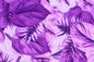 CAA1450 Purple