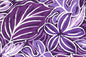 CAA1476 Purple