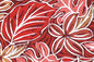 CAA1476 Red