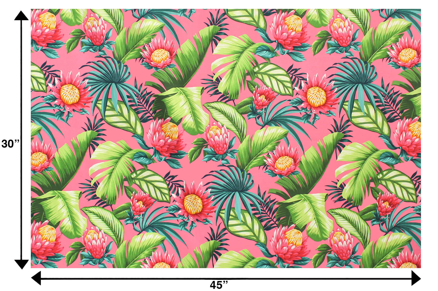 CAA1517 Coral