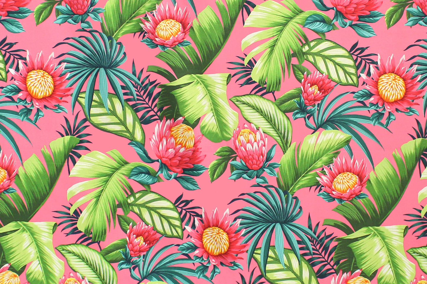 CAA1517 Coral