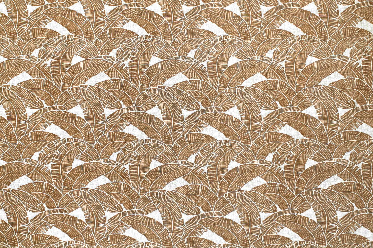 CAA1520 Coconut
