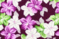 CAA1525 Purple