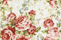 DC0065 Cream