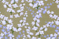 DC0067 Light Elm