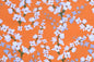 DC0067 Orange