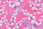 DC0067 Pink