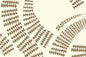 DF0003 Cream/Taupe