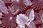 DF1696 Burgundy