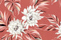 DF1702 Coral