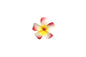 Foam Plumeria Stem Flower - Red/Yellow/Red