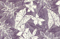 KNI0037 Eggplant