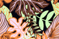 PAA1282 Coral