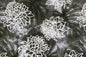 PAB1019 Gray
