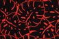 PAB1026 Black/Red
