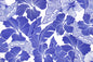 PAB1041 Cream/Navy