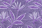 PAB1062 Purple