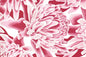 PAB1064 Pink/Off White