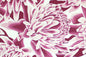 PAB1064 Plum/Off White