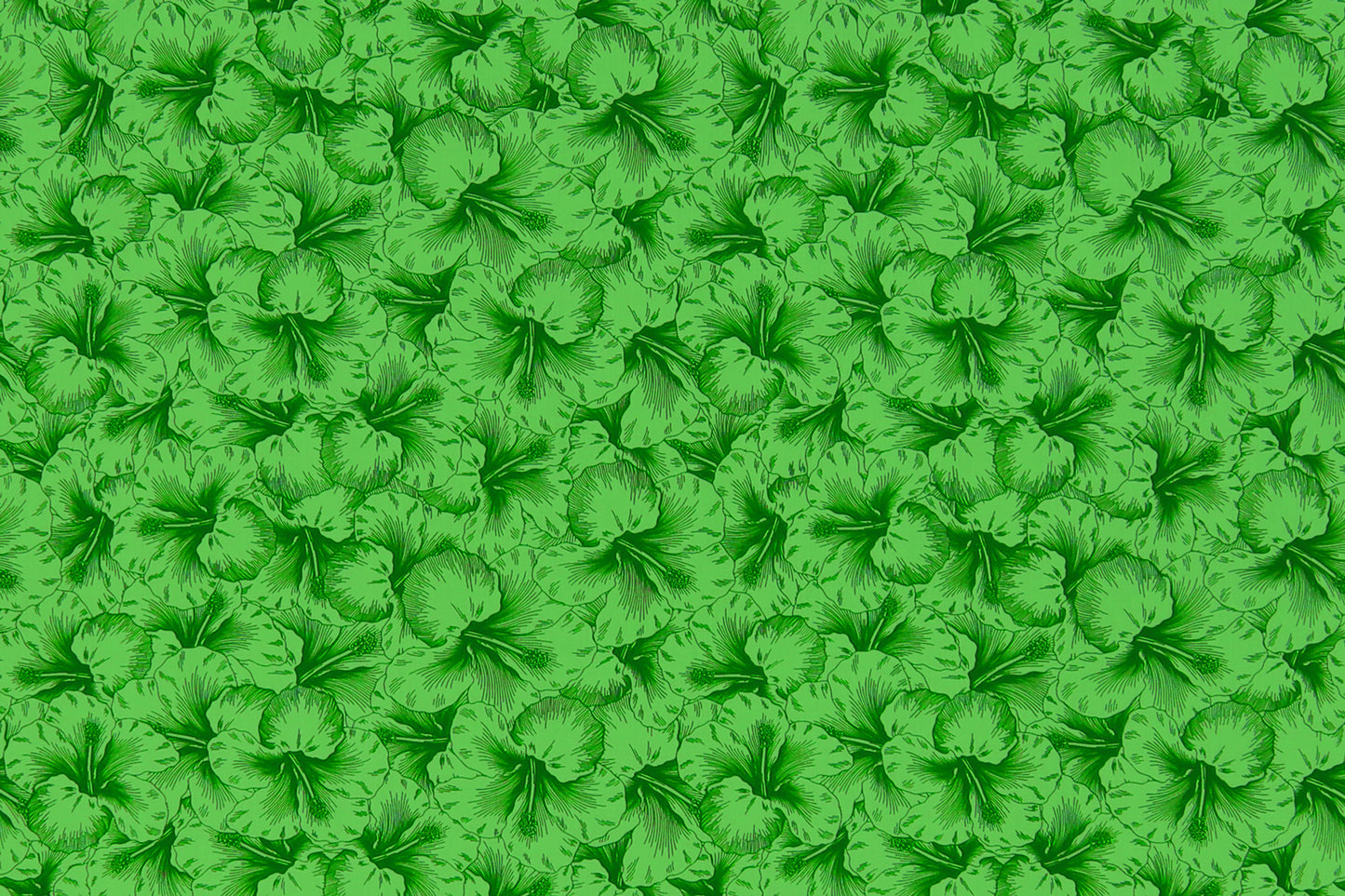 PAB1076 Kiwi
