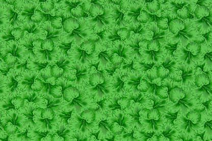 PAB1076 Kiwi