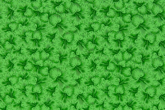 PAB1076 Kiwi