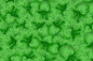 PAB1076 Kiwi